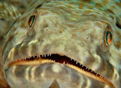 LIzardfish. Curacao. by David Heidemann 